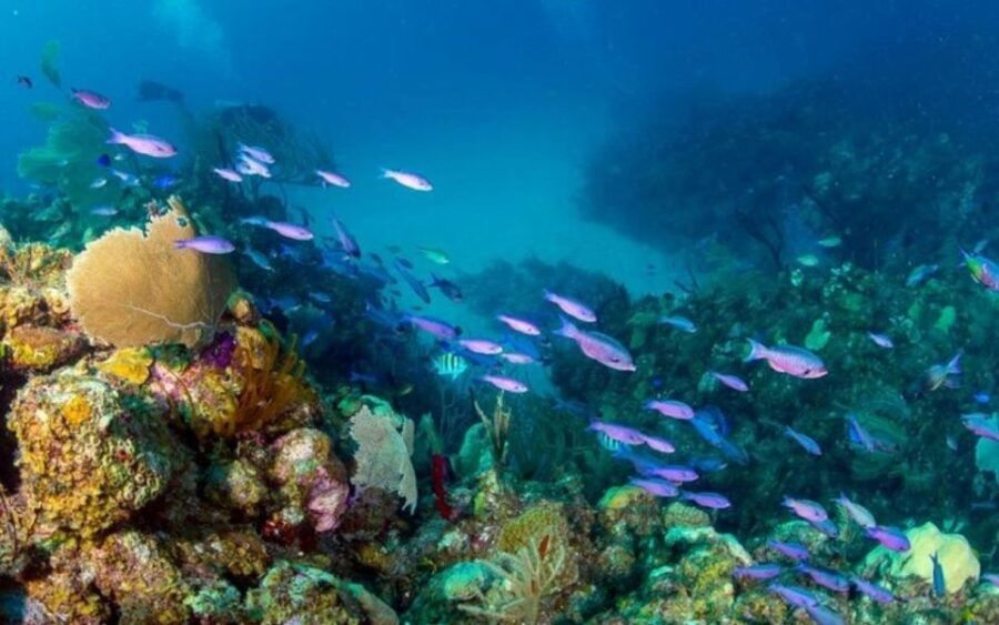 Mahahual: Marine Ecology Diving Experience