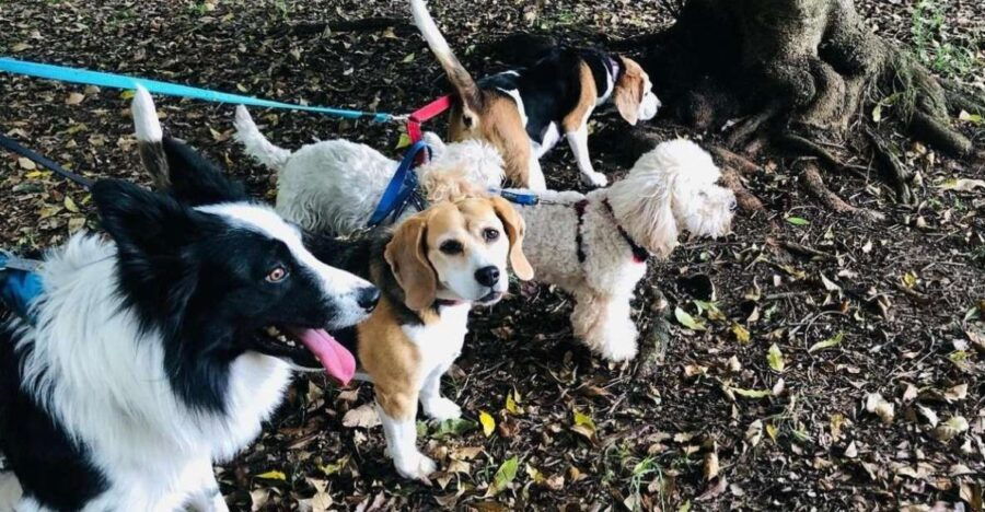 Make a Dog's Day and Taste Greece in Skiathos - Good To Know