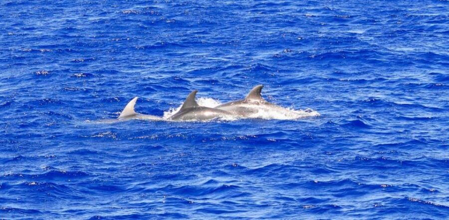 Mallorca: 3-Hour Afternoon Dolphin Watching Boat Tour - Meeting Points and Boat Rating