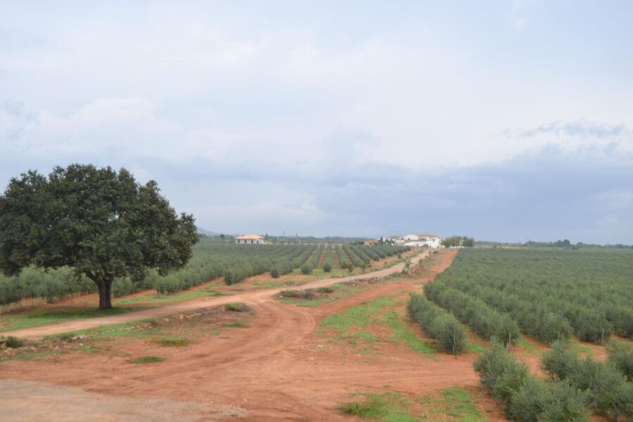 Mallorca: Oleo-Tour 1/2Day StreetMarket Olive Mill & Tasting - Good To Know