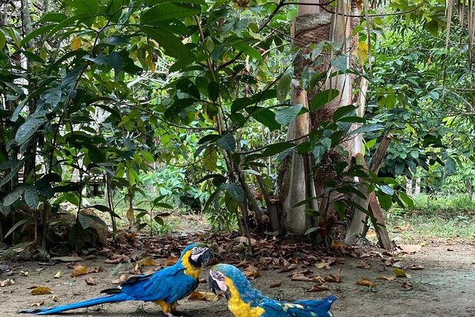 Manaus, Brazil Half-Day Amazon Rain Forest Hike