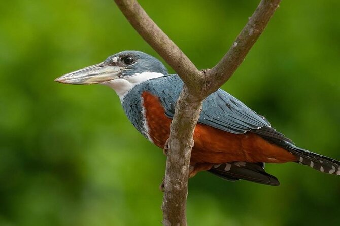 Mangrove Cruise and Wildlife Safari, Isla Damas (Feb ) - Wildlife Spotting Opportunities