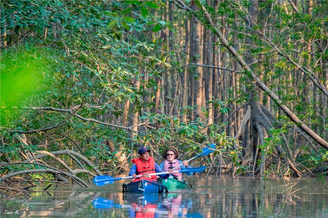 Mangrove Forest Kayak Exploration