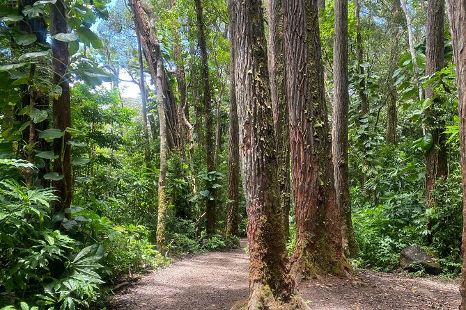 Mānoa Falls Trail Hiking Shuttle - Good To Know
