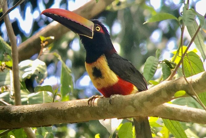Manuel Antonio National Park Afternoon Wildlife Experience - Good To Know
