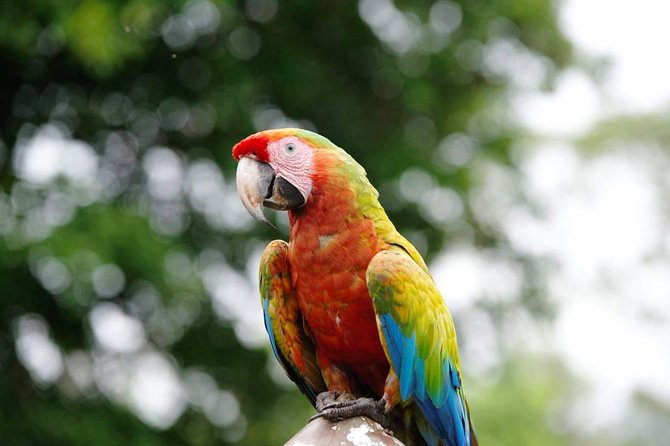 Manuel Antonio National Park; Beach & Sightseeing Day Trip From San Jose - Good To Know