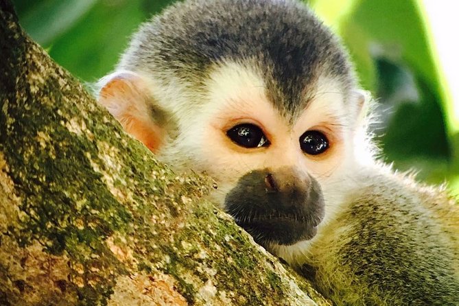 Manuel Antonio National Park Full Wildlife - Good To Know