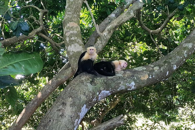 Manuel Antonio National Park Sightseeing and Wildlife Day Tour From San Jose - Good To Know
