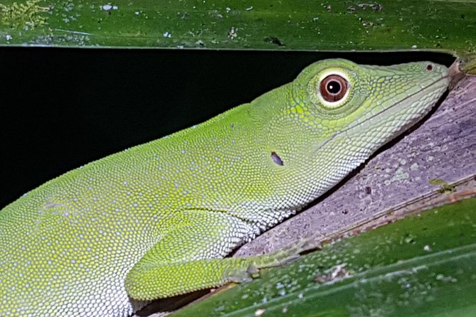 Manuel Antonio Night Tour - Good To Know
