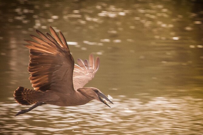 Manyoni Birding Safari