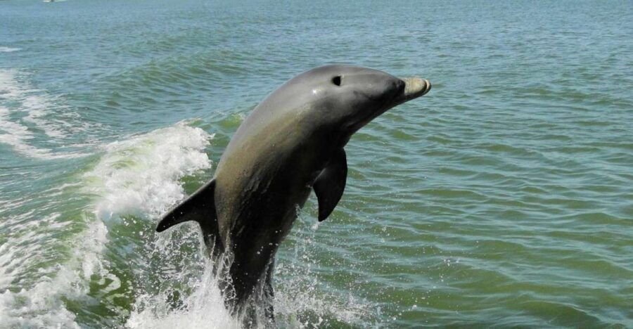 Marco Island: 2-Hour Dolphin, Birding, and Shelling Tour - Good To Know