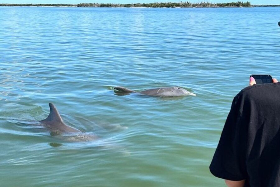 3 Best Dolphin Watching Tours In Marco Island