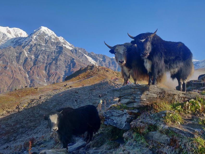 Mardi Himal Base Camp Trek - Good To Know