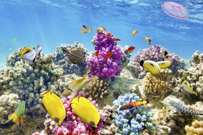 2 Best Snorkeling Experiences In Trelawny