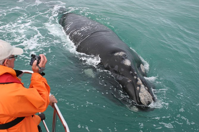 Marine Big 5 Safari With Transport From Hermanus