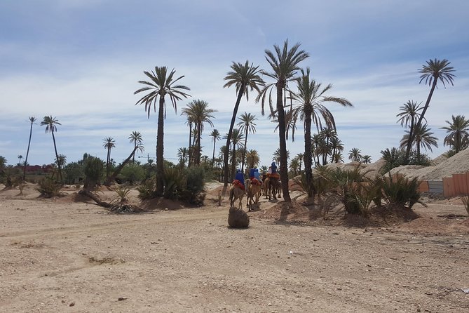 Marrakech Camel Ride in the Oasis Palmeraie - Good To Know