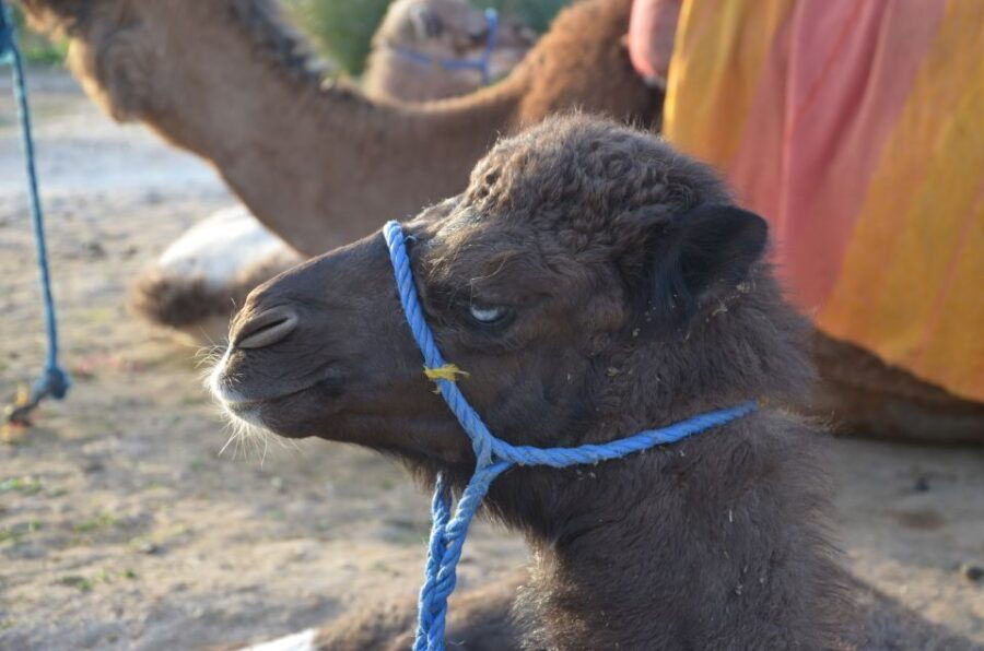 Marrakech: Camel Ride Trip in Palm Groves With Tea Break - Good To Know