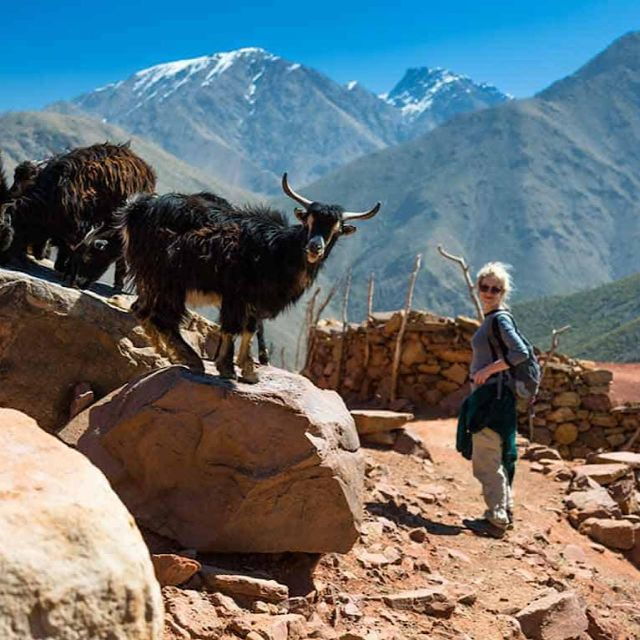 Marrakech: Experience Berber Culture & Atlas Mountains - Good To Know