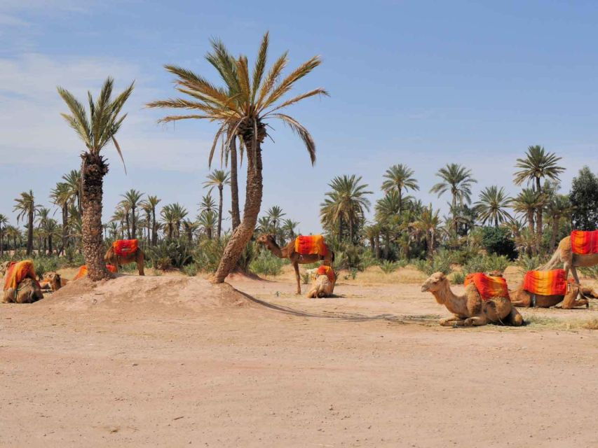 Marrakech: Half-Day Camel Ride in Palm Grove - Good To Know