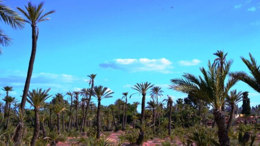 Marrakech: Majorelle Garden Tour With Palmeraie Camel Ride - Good To Know