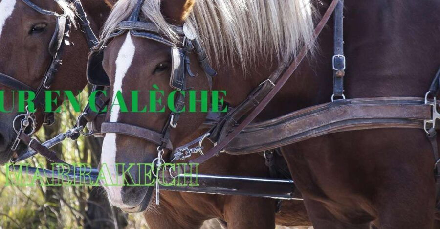 Marrakech: Majorelle & Menara Gardens Tour & Carriage Ride - Good To Know