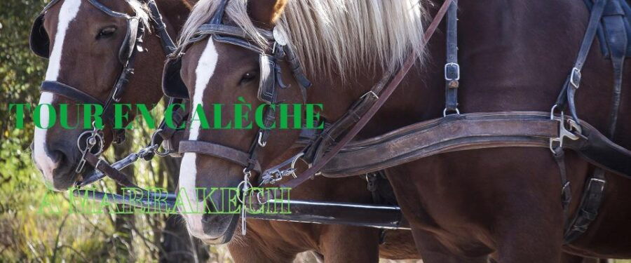 Marrakech: Majorelle & Menara Gardens Tour & Carriage Ride - Good To Know