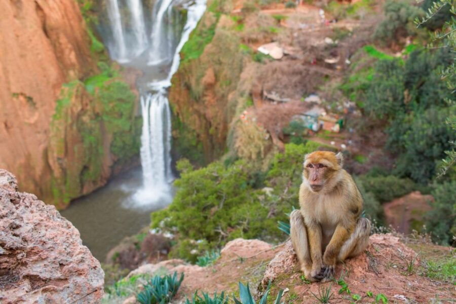 Marrakech: Ouzoud Waterfalls Day Trip With Guide & Boat Ride