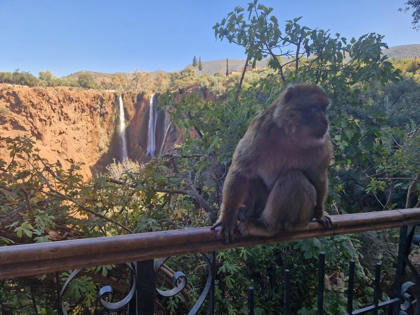 Marrakech: Ouzoud Waterfalls Full-Day Trip & Optional Guide