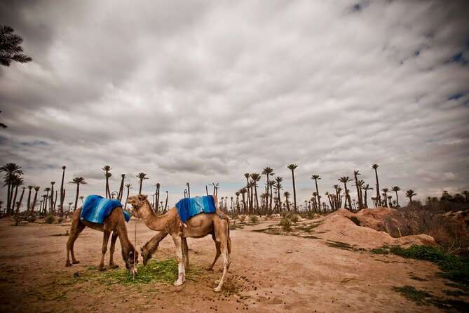 Marrakech Palm Grove Camel Ride With Sunrise Air Balloon - Good To Know
