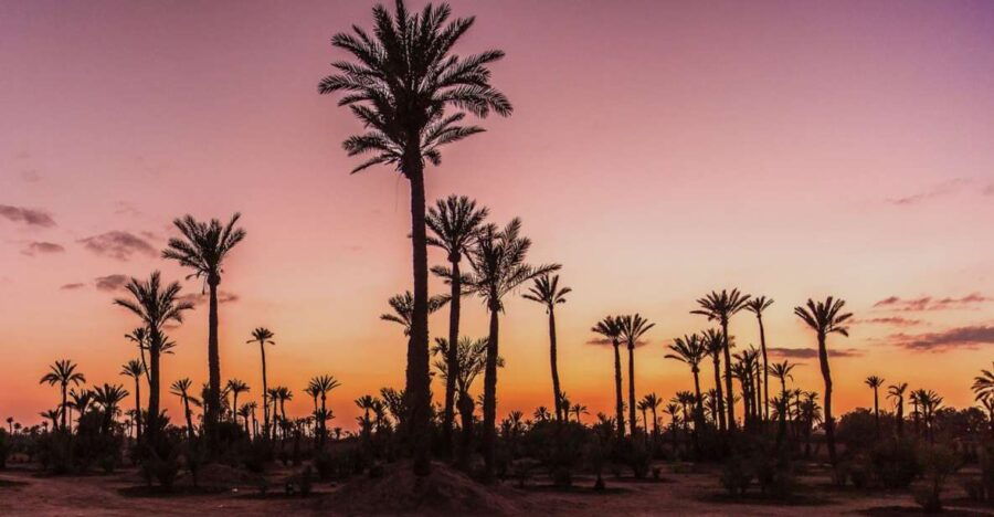 Marrakech Palmeraie: Camel Ride at Sunset