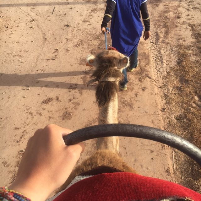Marrakech Palmeraie: Sunset Camel Ride - Good To Know