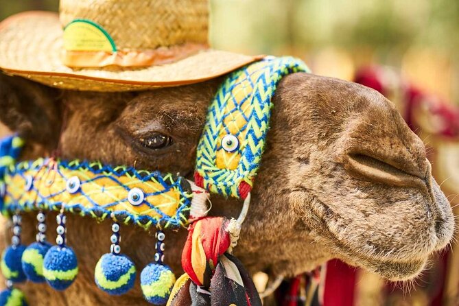 Marrakech Private Camel Riding Experience (Feb ) - Good To Know