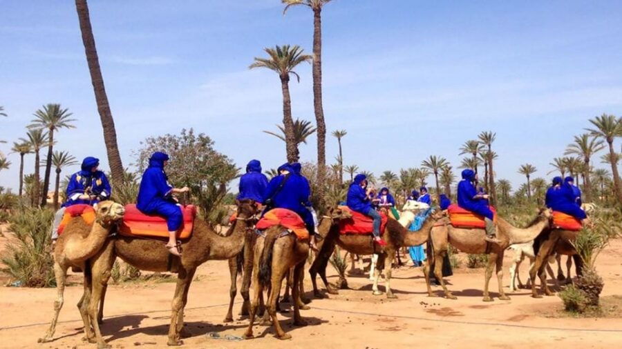 Marrakech: Sunset Camel Ride in Palmeraie