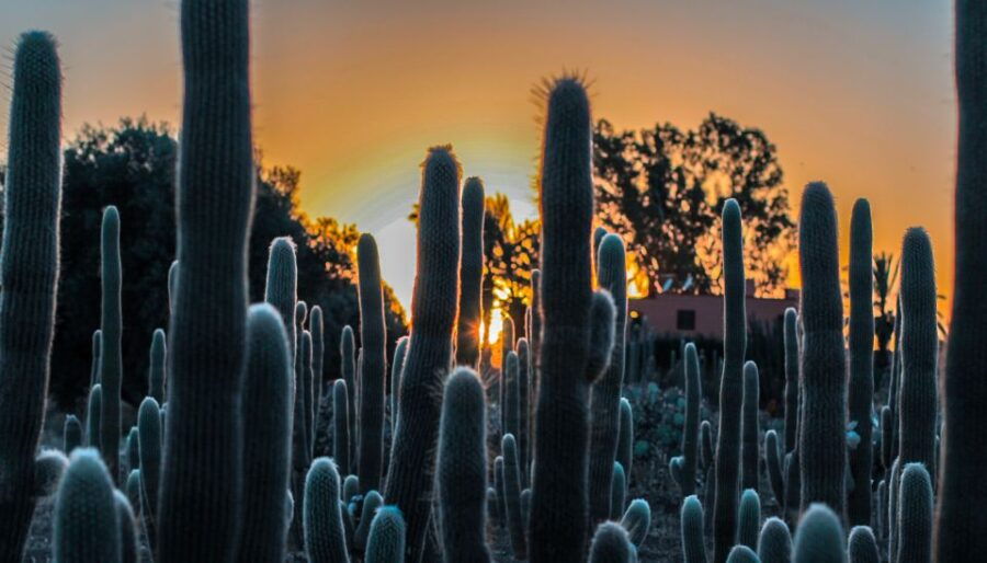 Marrakesh: Cactus Thiemann Entry Ticket - Good To Know