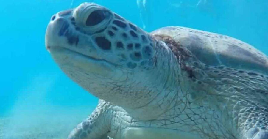 Marsa Alam: Abu Dabbab Snorkeling Tour
