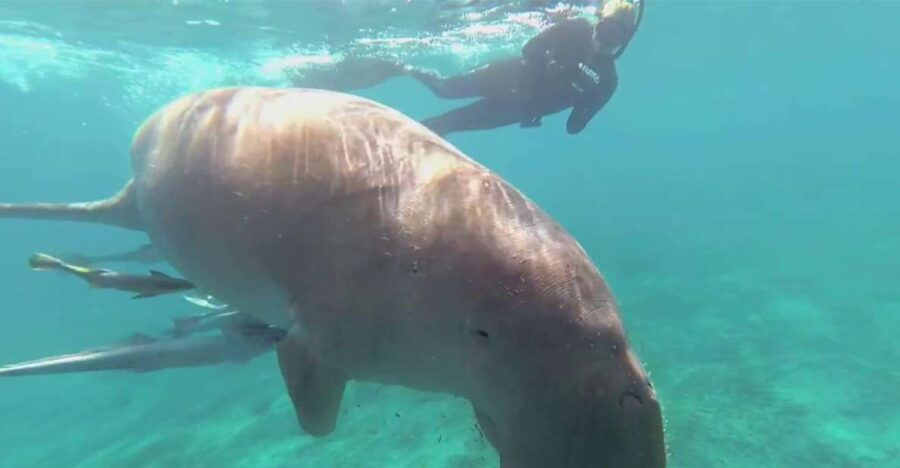 Marsa Alam: Marsa Mubarak and Marsa El Shona Snorkeling Tour - Good To Know