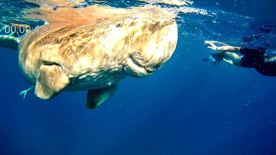 Marsa Alam: Private Snorkeling Trip With Dugong and Turtles