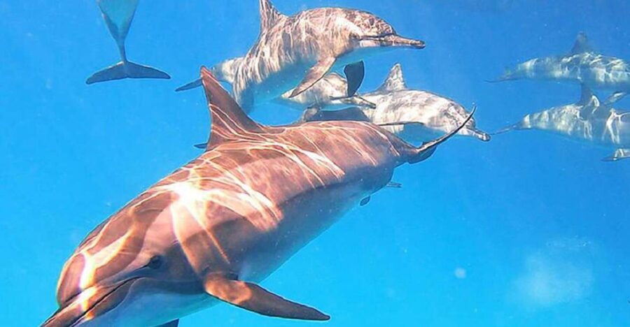 Marsa Alam: Sataya Reefs Dolphin, Snorkeling and Lunch - Good To Know
