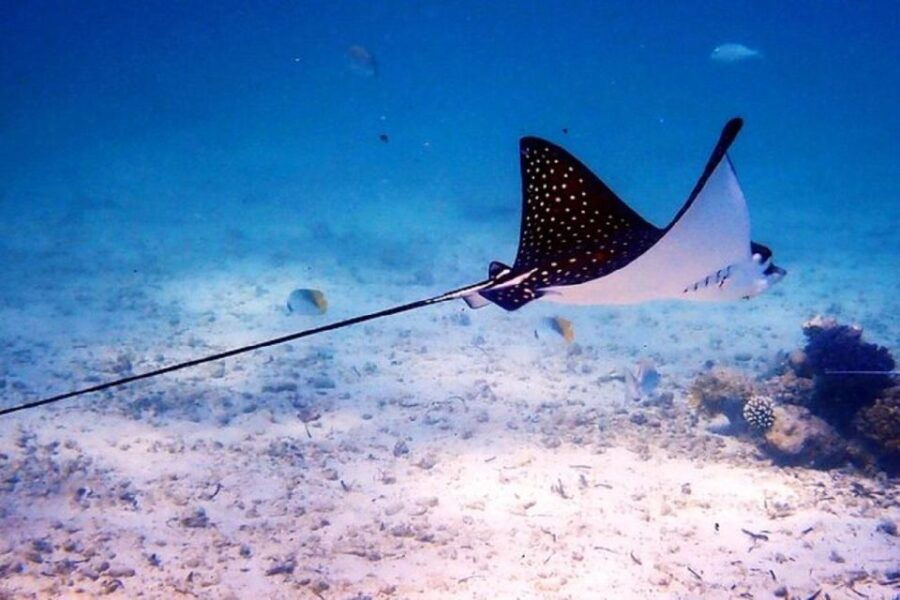 Marsa Alam: Snorkeling Trip to Marsa Mubarak With Lunch