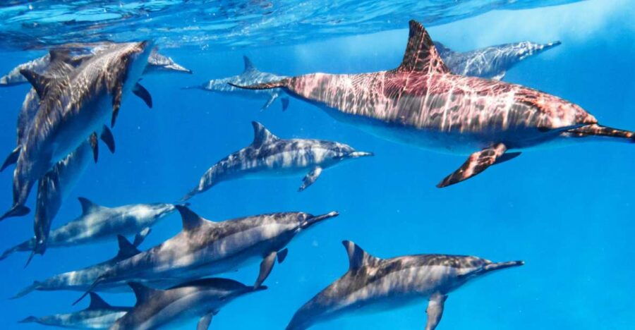 Marsa Alam: Snorkeling Trip to Satayh Dolphin Reef