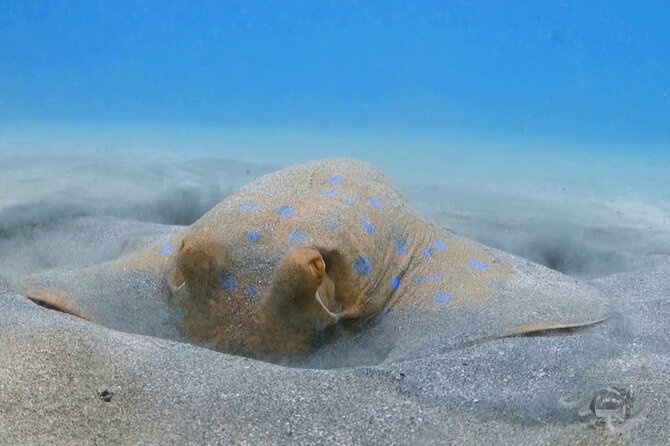 Marsa Mubarak Full Day and One Intro Diving With Lunch, Transfer - Marsa Alam