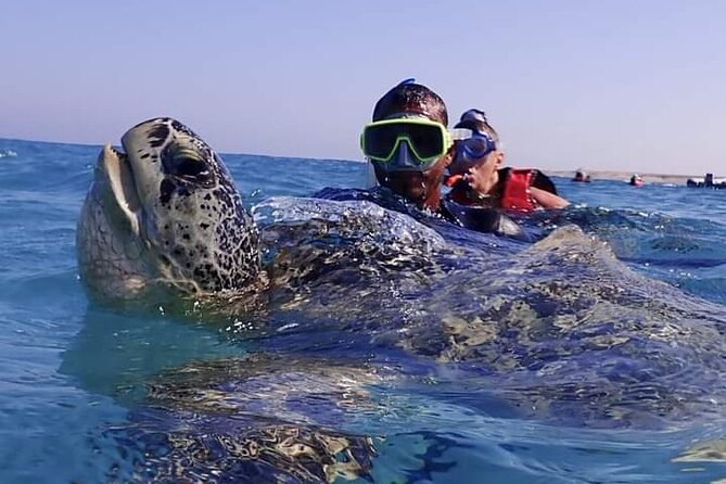 Marsa Mubarak Snorkeling With Turtles and Dugong From Hurghada - Marine Life Encounter at Marsa Mubarak