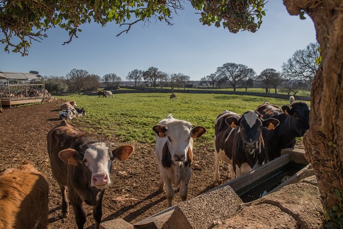 Martina Franca E-Bike Tour . Visit a Breeding and a Dairy Farm - Good To Know