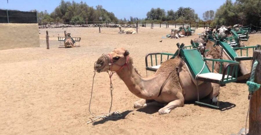 Maspalomas: 4-Hour Electric Scooter Chopper and Camel Tour - Good To Know