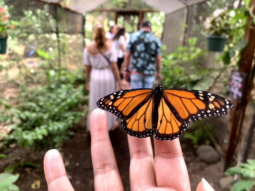 Maui: Interactive Butterfly Farm Entrance Ticket - Good To Know