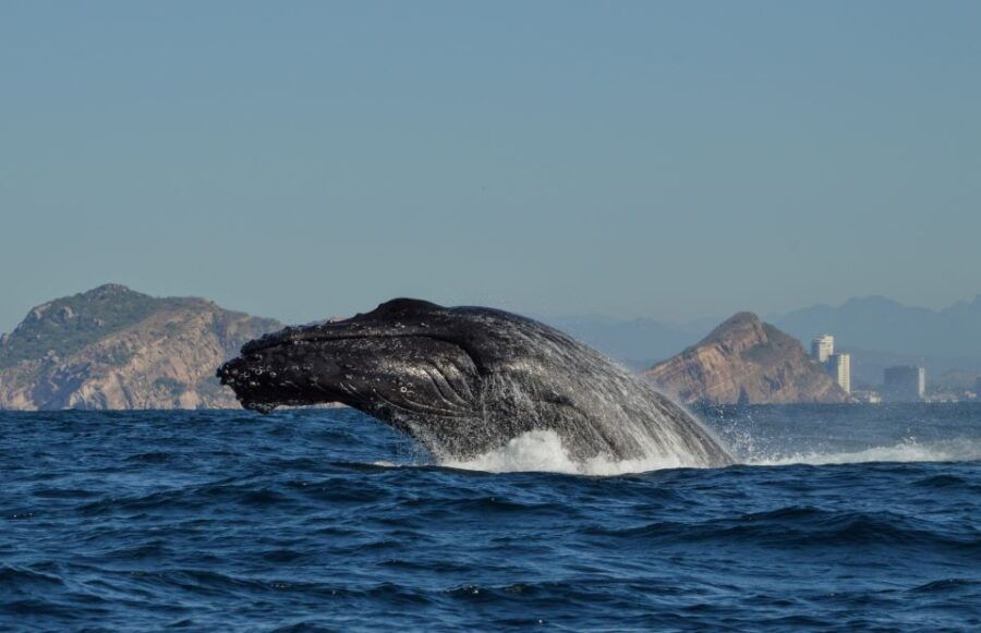 Mazatlan: Whale Watching Adventure - Booking Details