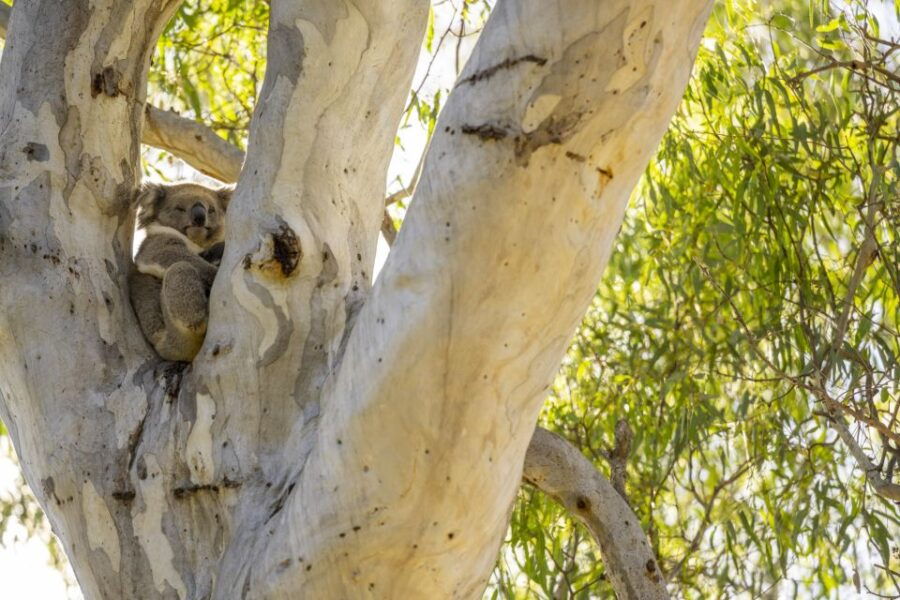 McLaren Vale: Private Gemtree Wines Biodynamic Winery Tour