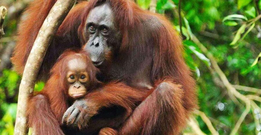 Medan: Mount Leuser National Park Full-Day Trip - Good To Know