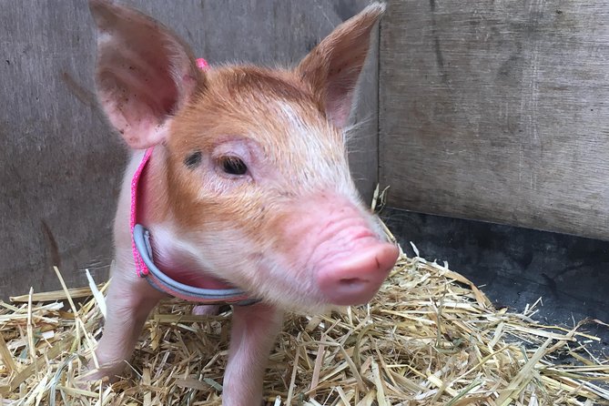 Meet the Animals: Half-Day Farm Tour Near Brisbane