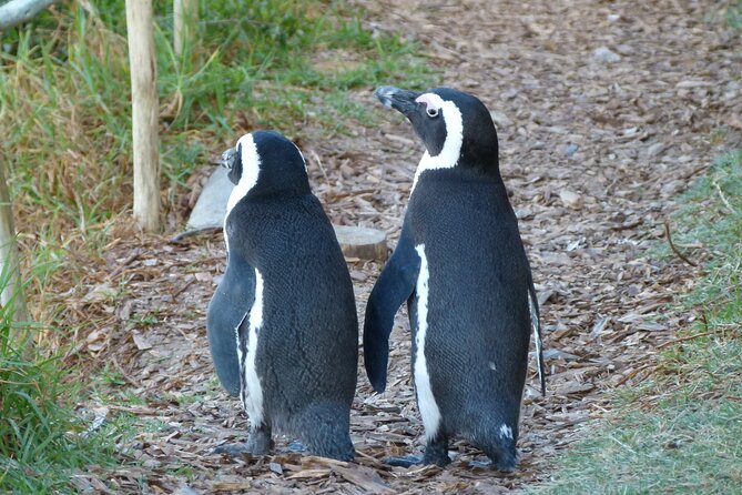 Meet the Penguins, Cape Town - Good To Know